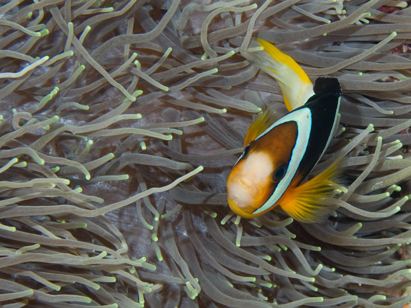 Photo at Pangalisan:  Yellowtail clownfish