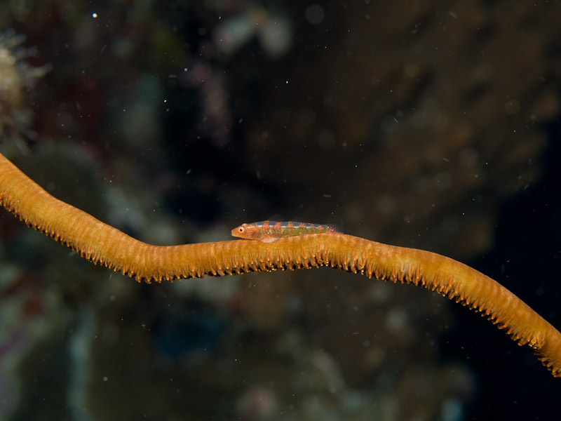 Photo at Pangalisan:  Whip coral goby