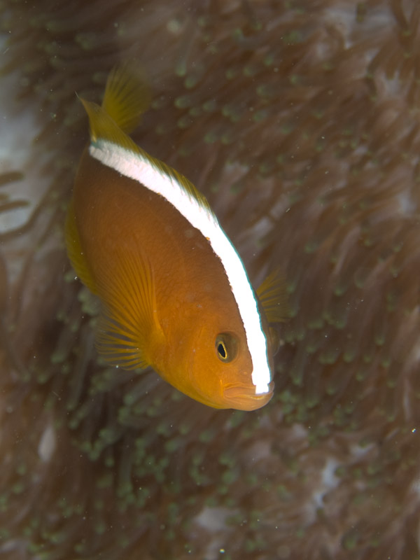 Photo at Tanjung Pisok:  Yellow anemonefish