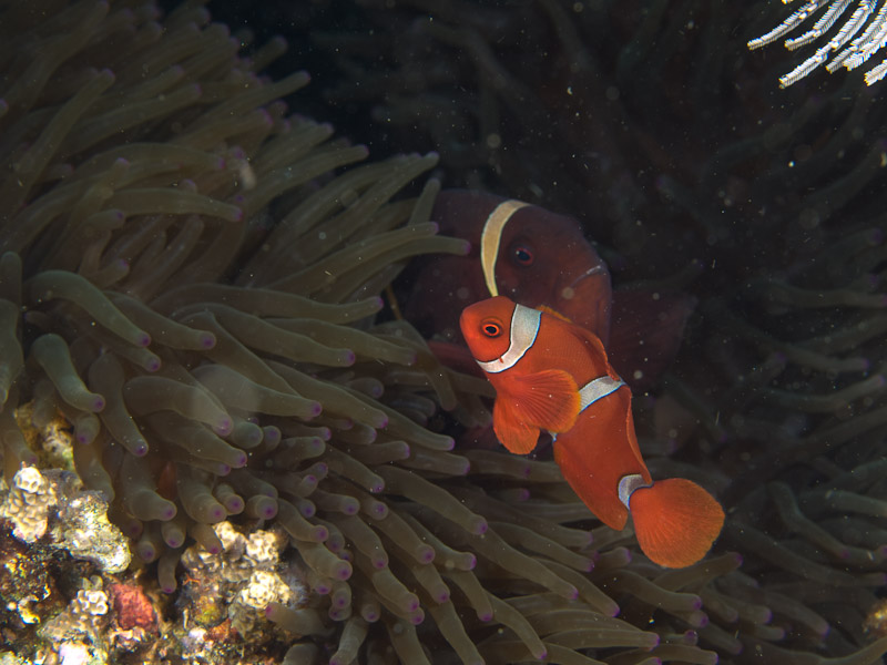 Photo at Tanjung Pisok:  Spinecheek anemonefish