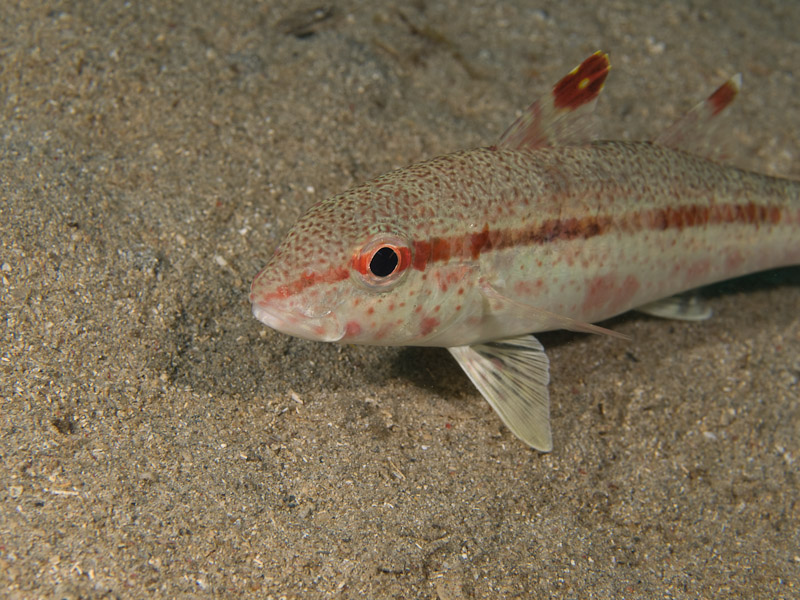 Photo at Tasik Ria House Reef:  Freckled goatfish