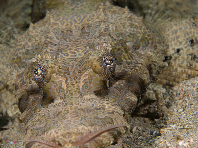 Photo at Tasik Ria House Reef:  Crocodile fish