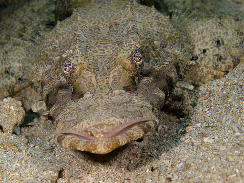 Photo at Tasik Ria House Reef:  Crocodile fish