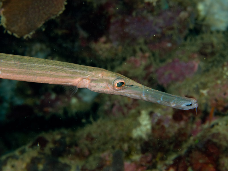 Photo at Tasik Ria House Reef:  Chinese trumpetfish