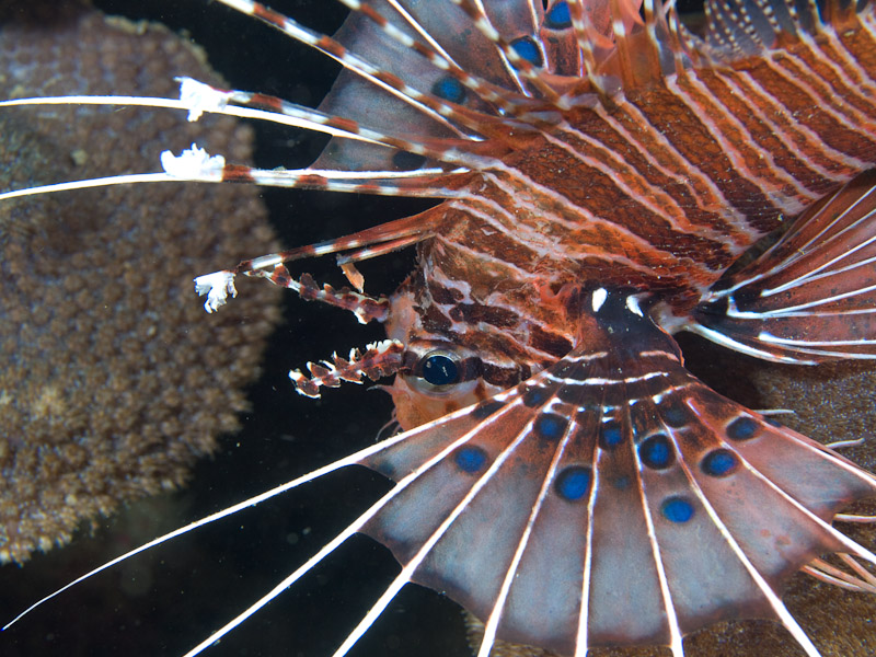 Photo at Tasik Ria House Reef:  Broadbarred firefish