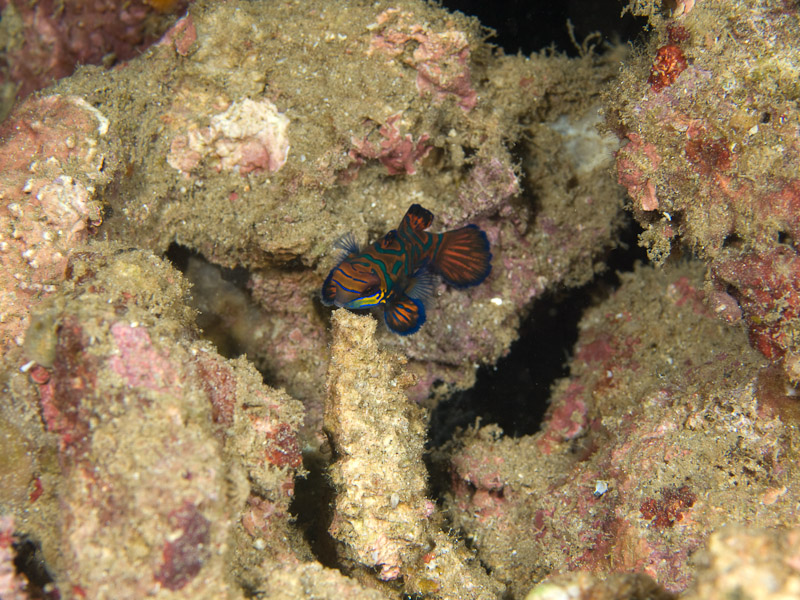 Photo at Tasik Ria House Reef:  Mandarinfish