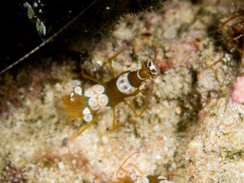 Photo at Tasik Ria House Reef:  Sexy shrimp