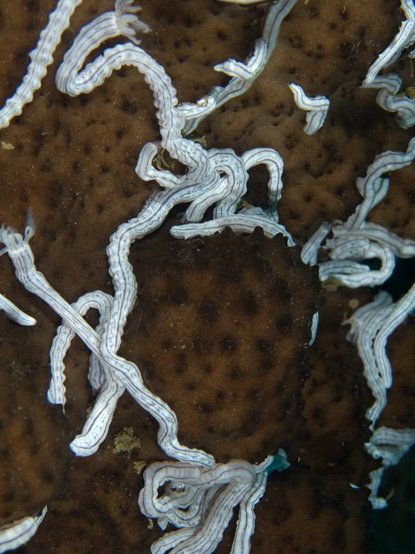 Photo at Tasik Ria House Reef:  Ribbon worm