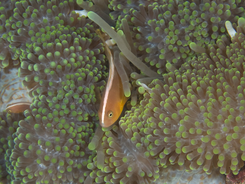 Photo at Tasik Ria House Reef:  Yellow anemonefish
