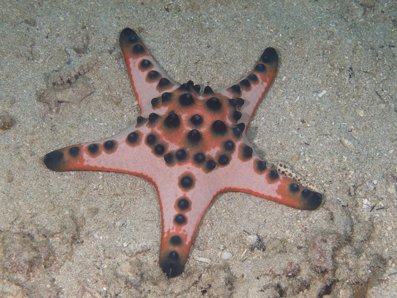 Photo at Tasik Ria House Reef:  Horned Sea Star