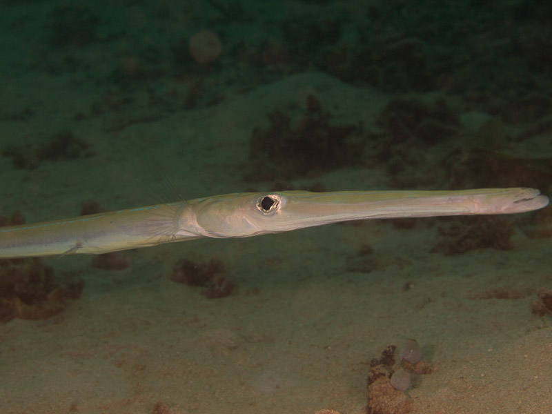Photo at Tasik Ria House Reef:  Chinese trumpetfish