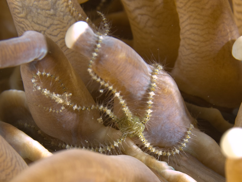 Photo at Tasik Ria House Reef:  Brittlestar