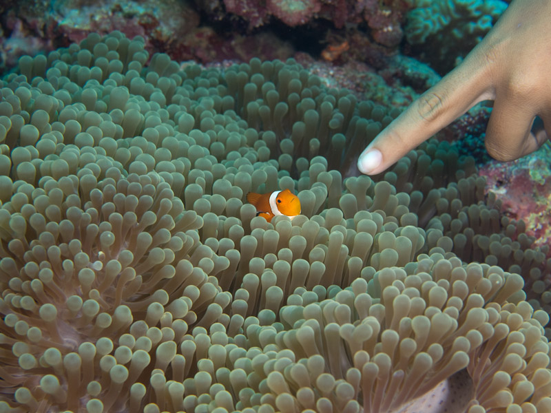Photo at Fukui:  Clown anemonefish