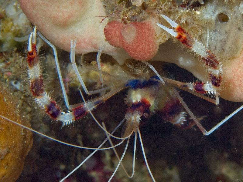 Photo at Lekuan I:  Banded boxer shrimp