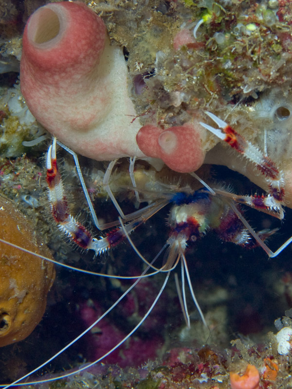 Photo at Lekuan I:  Banded boxer shrimp