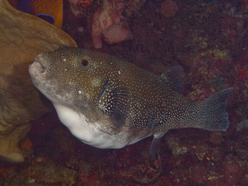 Photo at Lekuan I:  Blue-spotted puffer