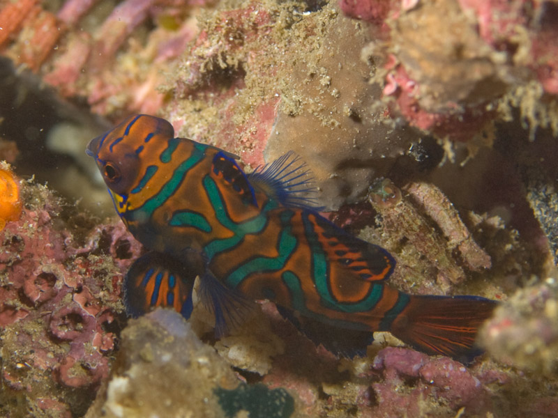 Photo at Tasik Ria House Reef:  Mandarinfish