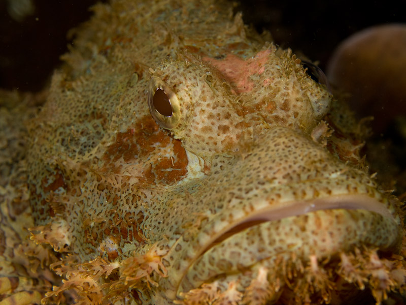 Photo at Tasik Ria House Reef:  Tasselled scorpionfish