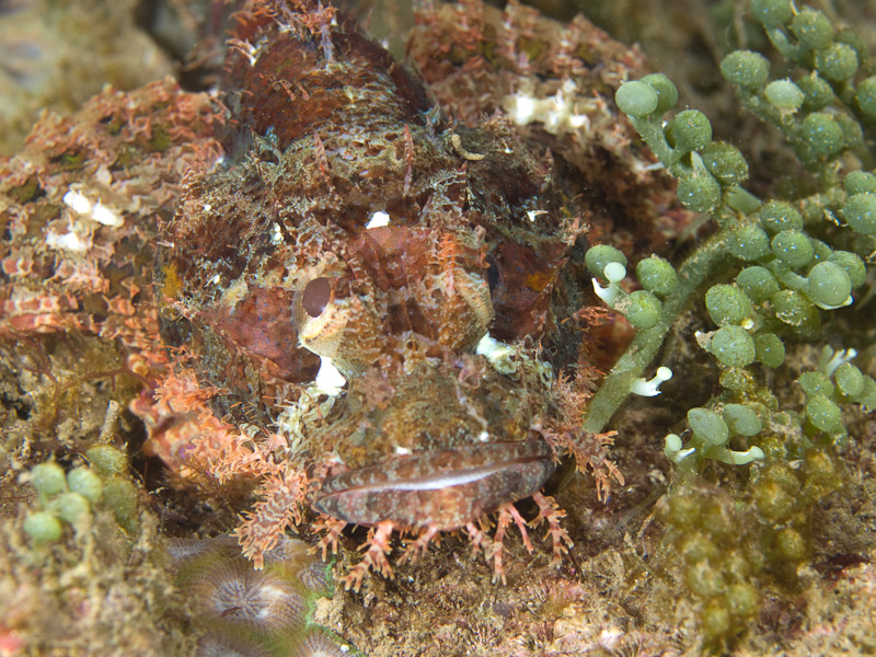 Photo at Tasik Ria House Reef:  Tasselled scorpionfish