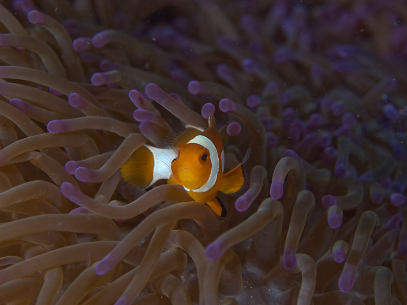 Photo at Tasik Ria House Reef:  Clown anemonefish