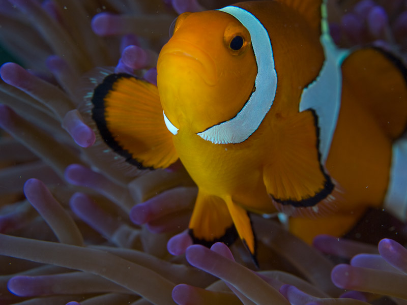 Photo at Tasik Ria House Reef:  Clown anemonefish