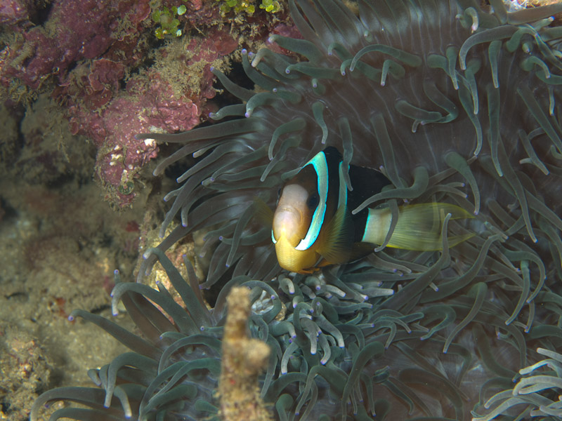 Photo at Tasik Ria House Reef:  Yellowtail clownfish