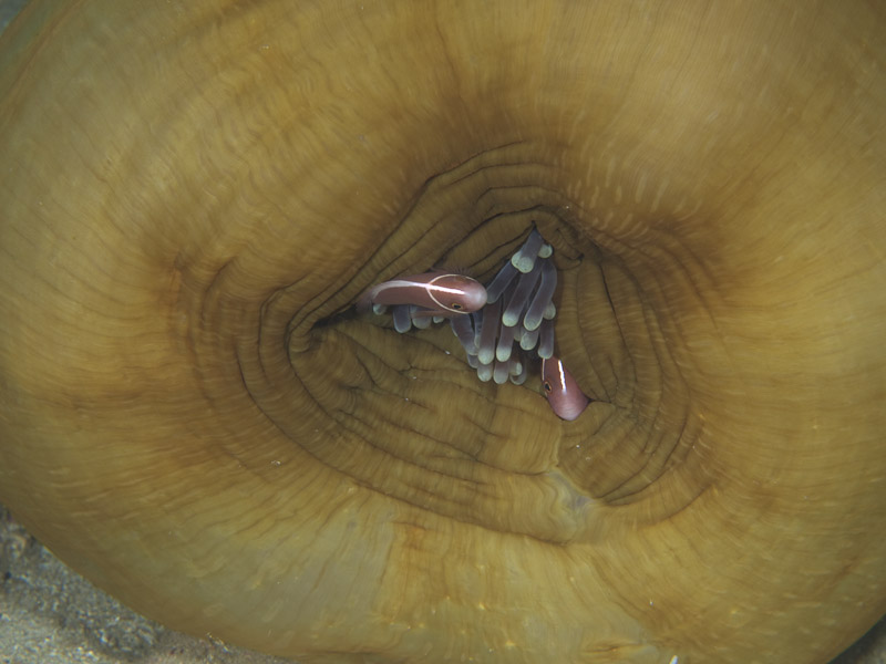 Photo at Tasik Ria House Reef:  Pink anemonefish