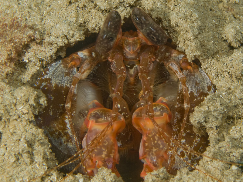 Photo at Tasik Ria House Reef:  Mantis shrimp