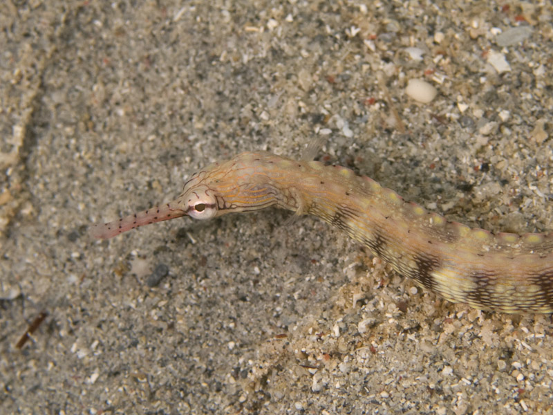 Photo at Tasik Ria House Reef:  Network pipefish