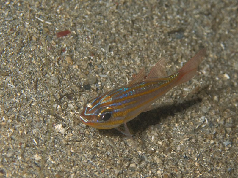 Photo at Tasik Ria House Reef:  Yellowstriped cardinalfish