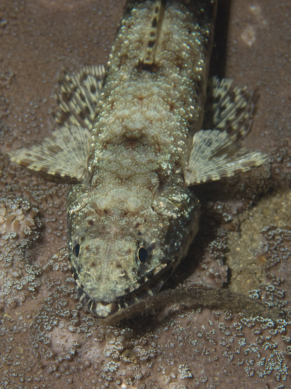 Photo at Tasik Ria House Reef:  Gracile lizardfish
