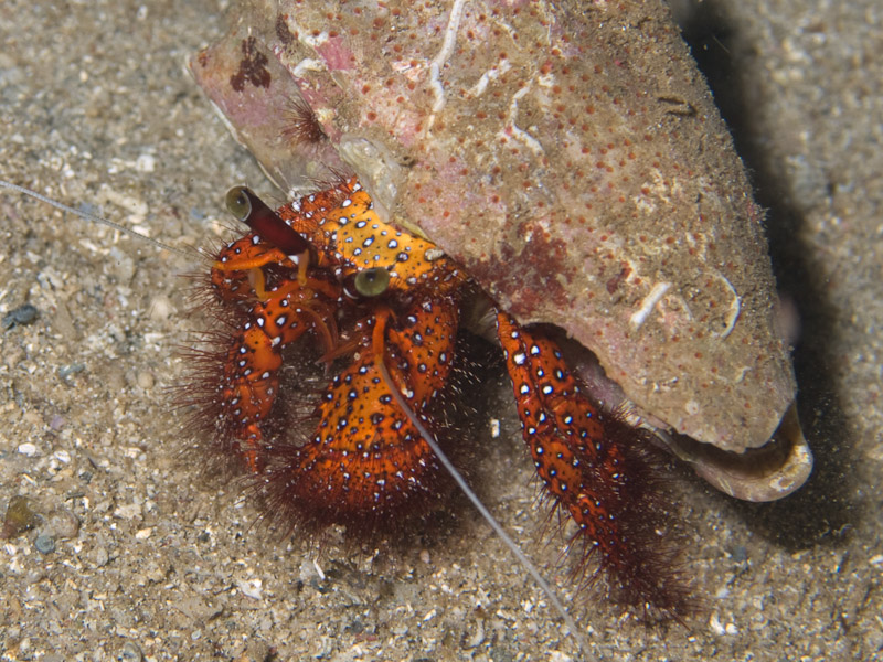 Photo at Tasik Ria House Reef:  Hermit crab