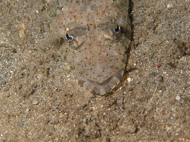 Photo at Tasik Ria House Reef:  Spotted flathead
