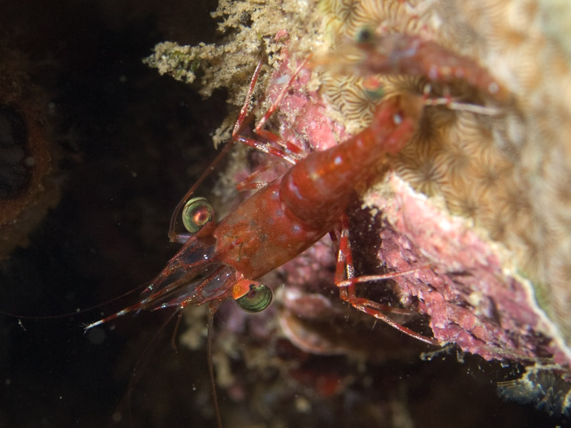 Photo at Tasik Ria House Reef:  Hinge-beak shrimp