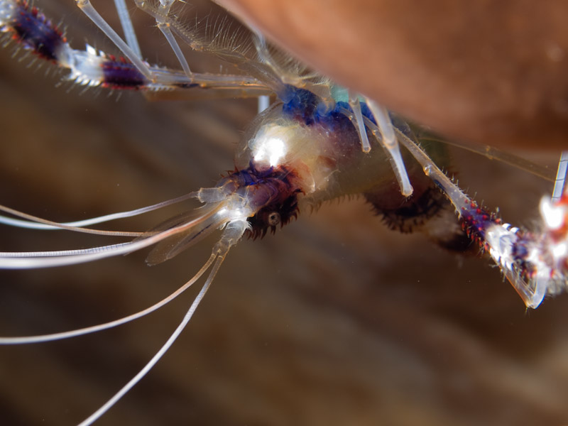 Photo at Mandolin:  Banded boxer shrimp