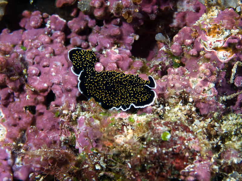 Photo at Mandolin:  Gold-dottted flatworm