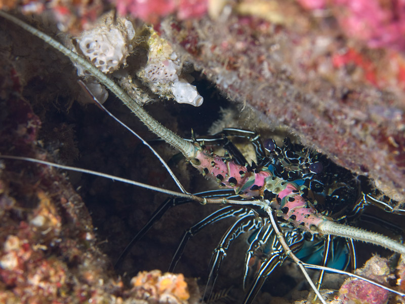 Photo at Mandolin:  Lobster