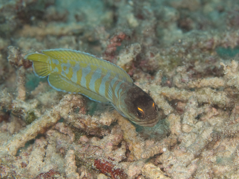 Photo at Alung Banua:  Yellowbarred jawfish