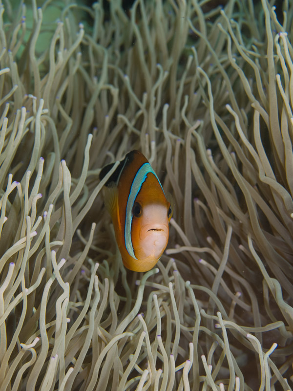 Photo at Molas Wreck:  Yellow anemonefish