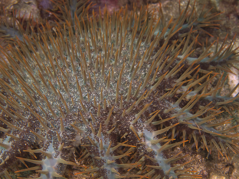 Photo at Molas Wreck:  Crown of Thorns starfish