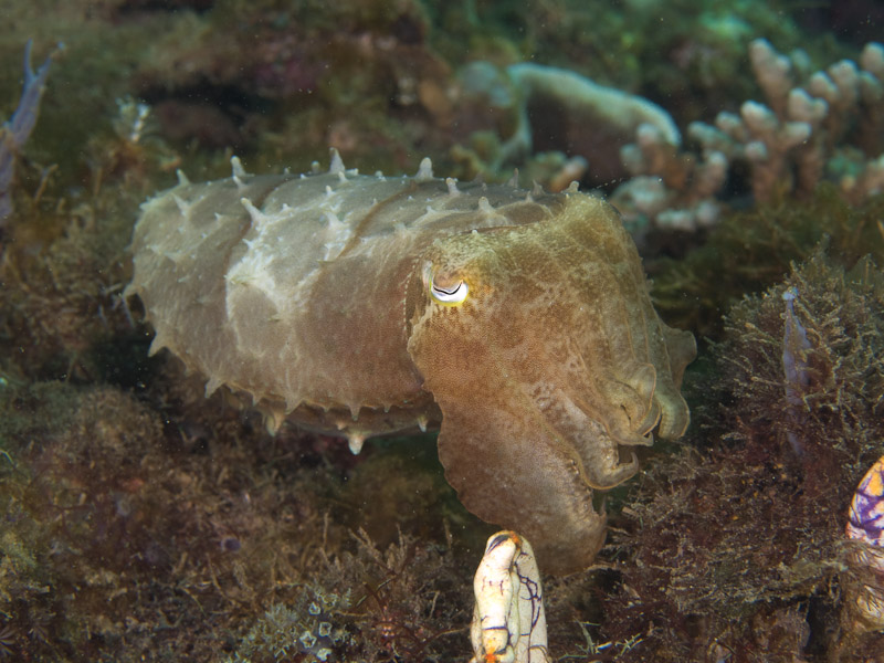 Photo at Molas Wreck:  Broadclub cuttlefish
