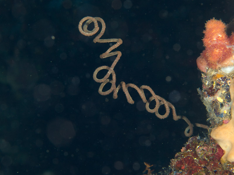 Photo at Labasong:  Wire coral,Cirripathes sp.