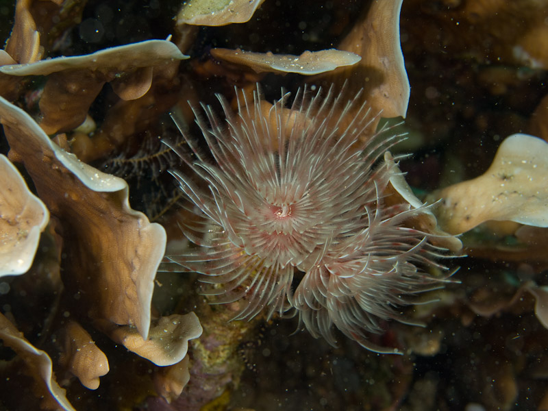 Photo at Tasik Ria House Reef - Critter Circus:  