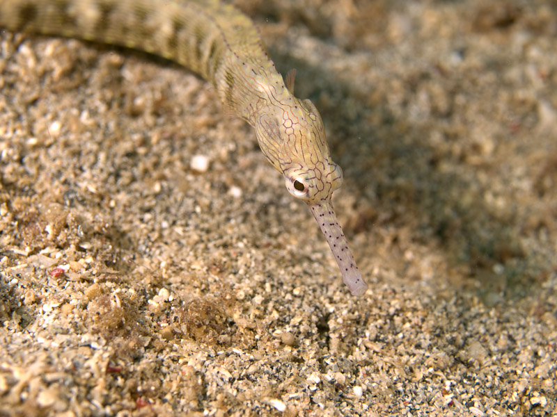 Photo at Tasik Ria House Reef - Critter Circus:  Network pipefish
