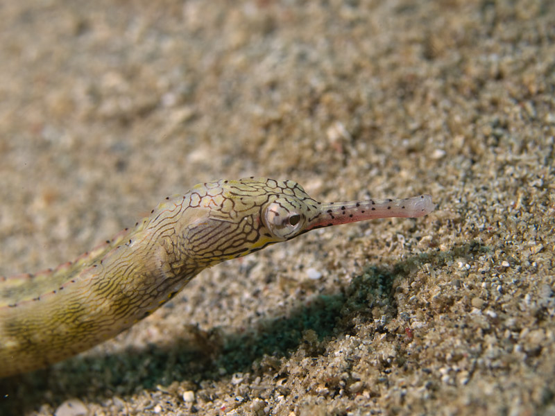 Photo at Tasik Ria House Reef - Critter Circus:  Network pipefish
