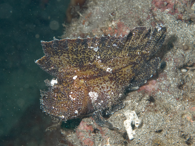 Photo at Tanjung Kelapa:  Leaf scorpionfish
