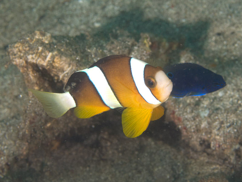 Photo at Tanjung Kelapa:  Yellowtail clownfish