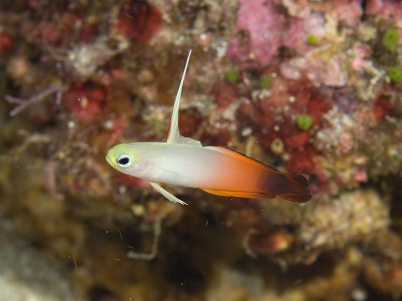 Photo at Muka Gereja:  Fire goby