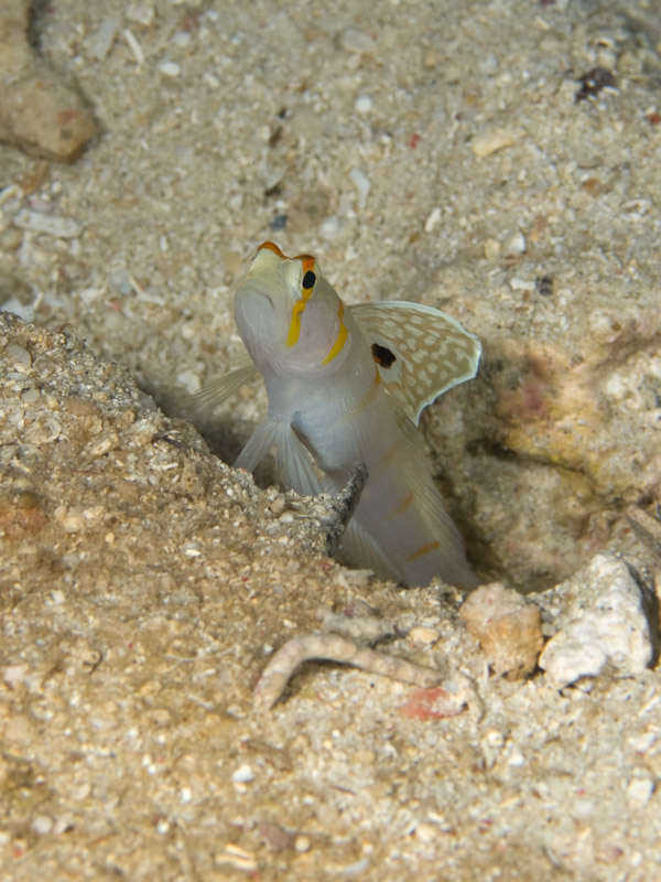 Photo at Celah Celah:  Randall's prawn-goby