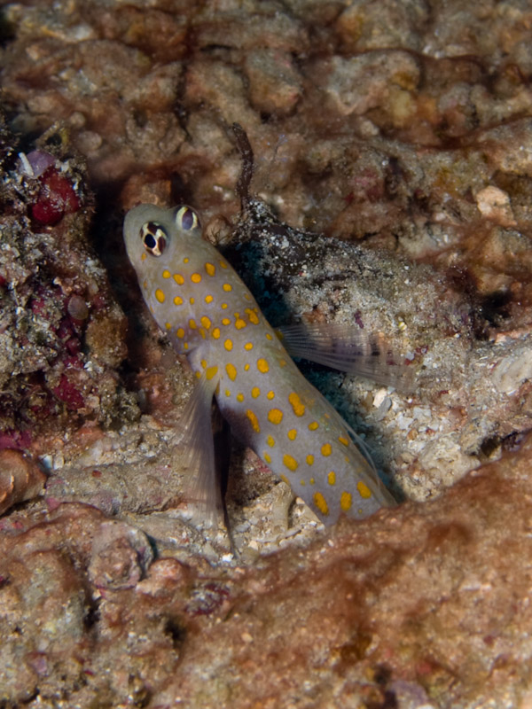 Photo at Celah Celah:  Spotted prawn-goby